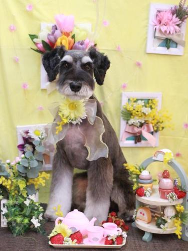 20230319ぷぷくん